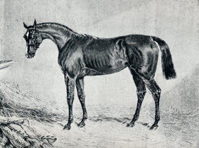 Cyprian, 1800-tallet, 1911 af Unbekannt
