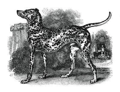 Dalmatisk hund, 1848 af Unbekannt