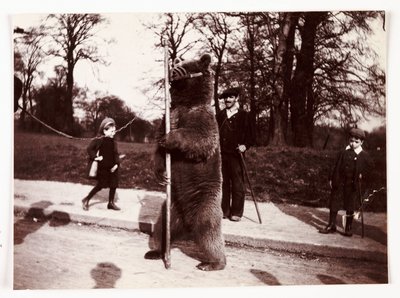 Dansende bjørn, c 1905 af Unbekannt