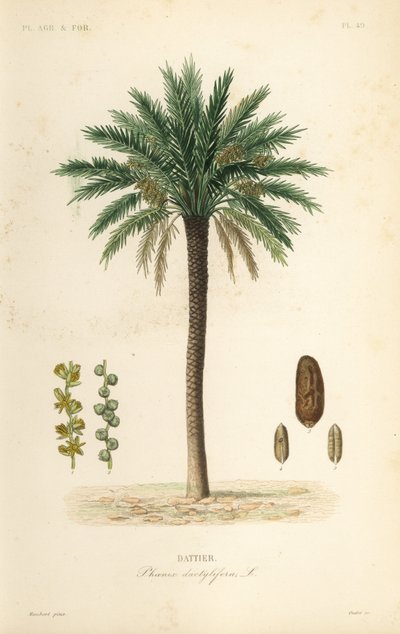 Dadelpalmetræ, Phoenix dactylifera, Dattier af Unbekannt