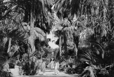 Daddelpalmer, Palermo, Sicilien, Italien, c1920