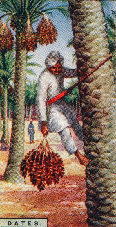 Datoer. - Indsamling af frugten, IN. Afrika, 1928 af Unbekannt