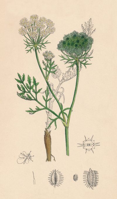 Daucus Carota. Vild gulerod, 1800-tallet af Unbekannt