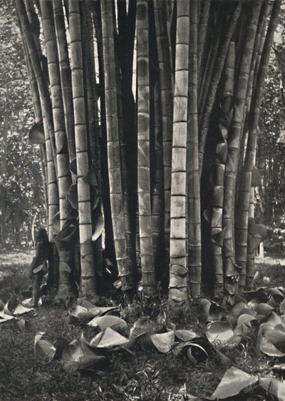Den nederste del af stilkene på en kæmpe bambusplante i Peradeniya, 1926 af Unbekannt