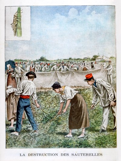 Destruerer græshoppen, 1901 af Unbekannt