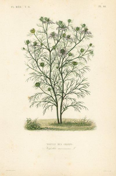 Djævelen-i-en-busken eller kærligheden-i-en-tåge, Nigella arvensis, Nigelle des champs af Unbekannt