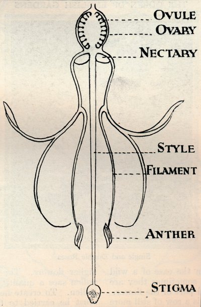 Diagram af en Fuchsia-blomst, der viser den mekanisme, der bruges til at producere frø, c1934 af Unbekannt