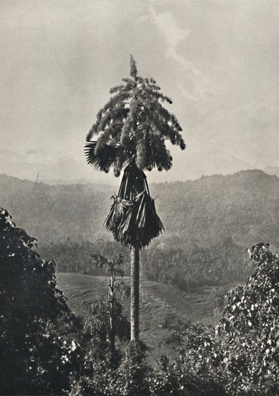 Talipot Palm Corypha umbraculifera i blomst, 1926 af Unbekannt