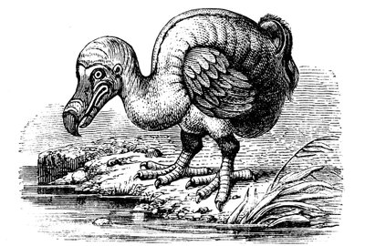 Dodo, 1884 af Unbekannt