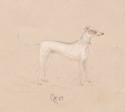 Hund, 1800-tallet. af Unbekannt
