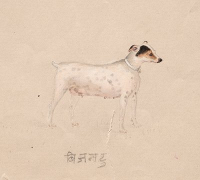 Hund, 1800-tallet. af Unbekannt