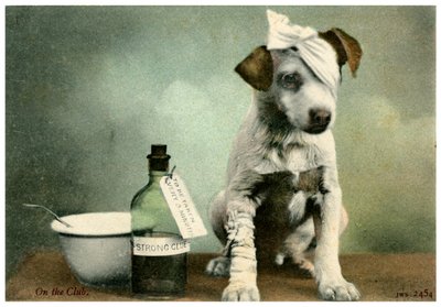 Hund i bandager af Unbekannt