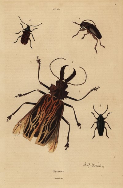 Dorysthenes paradoxus 1, Macrodontia cervicornis, sårbar 2, Elateropsis lineatus 3 og Prionus versicolor 4 af Unbekannt