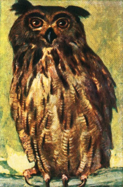 Ørneugle, c1928. af Unbekannt