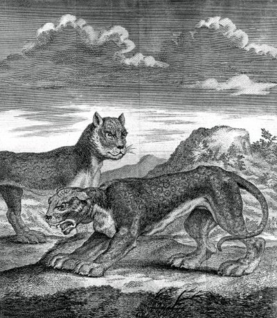 Østindisk leopard, 1750 af Unbekannt
