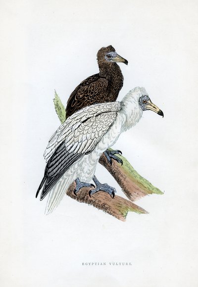 Egyptisk grib, c1800-tallet af Unbekannt