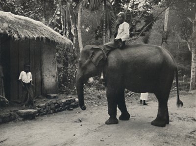 Elefant på en sti nær Kandy, 1926 af Unbekannt
