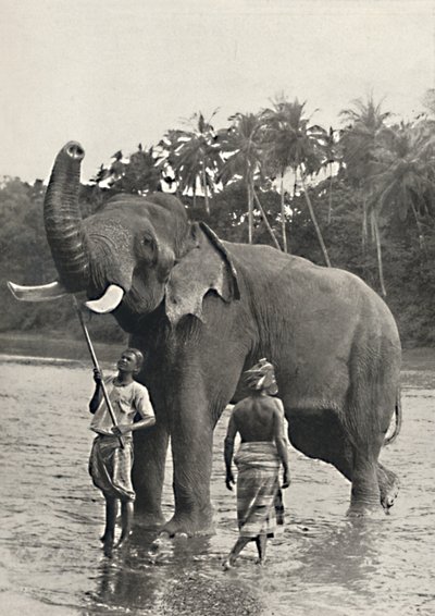 Elefant in der Mahavaliganga, 1926 af Unbekannt
