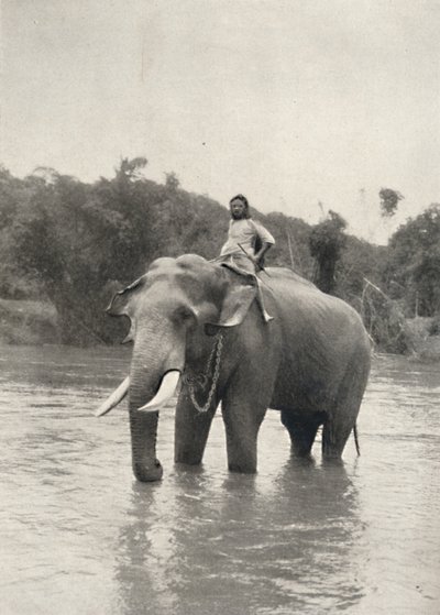 Elefant med Kornak In der Mahavaliganga, 1926 af Unbekannt