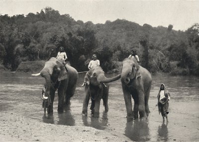 Elefanter bader i Mahaaliganga, 1926 af Unbekannt