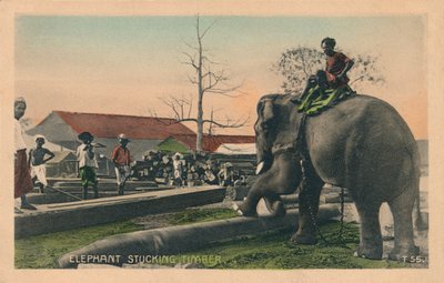 Elephant Stucking Timber, c1900 af Unbekannt