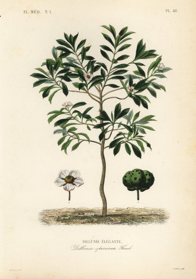 Elefantæble eller chulta, Dillenia indica, Dillenia speciosa, Dillenia elegante af Unbekannt