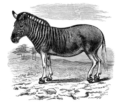 Indgravering af en Quagga, 1893 af Unbekannt