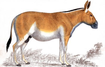 Indgravering af en Quagga, c1860 af Unbekannt
