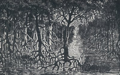 Ækvatorial afrikansk skov, 1924 af Unbekannt