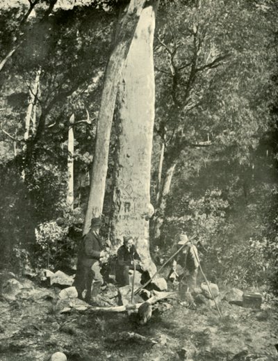 Eurobin Falls, Buffalo Mountains, 1901. af Unbekannt