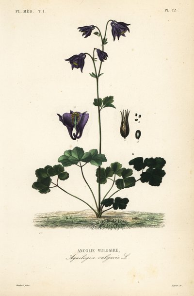 Europæisk akeleje, Aquilegia vulgaris, Ancolie vulgaire af Unbekannt
