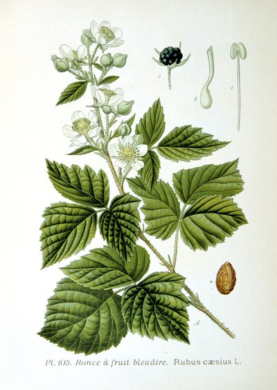 Europæisk dewberry, 1893 af Unbekannt
