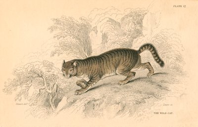 Europæisk vildkat Felis silvestris, 1828 af Unbekannt