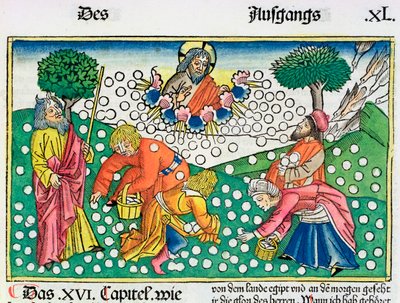2 Mosebog 16:13-22: Gud sørger for vagtler og Manna til israelitterne af Unbekannt