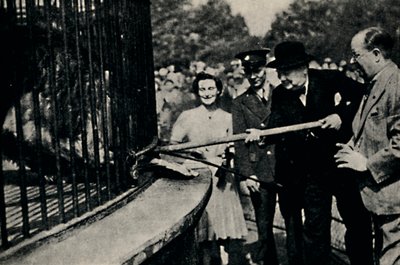 Feeding Rota, The Pinner Lion, 1940