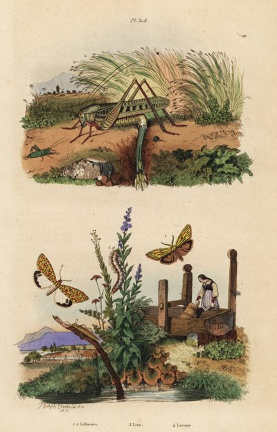 Hunvortebider johannesbrød lægger æg, Decticus verrucivorus 4, fjerfoder, Spiris striata 1, og karmosinrød plettet flunkey, Utetheisa pulchella 2 og Lixus paraplecticus bille 3. Lithosies, lixe, græshoppe af Unbekannt