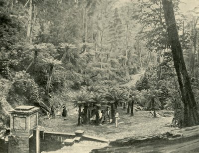 Fern Tree Bower and Track, Mount Wellington, 1901. af Unbekannt