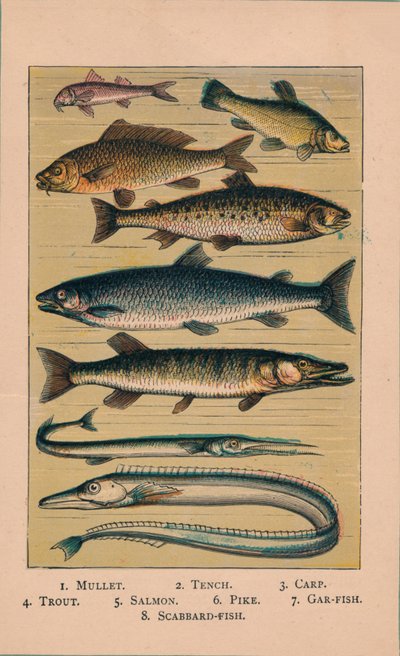 Fisk, 1907, 1907 af Unbekannt