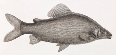 Fisk: Le Characin Nefasch af Unbekannt