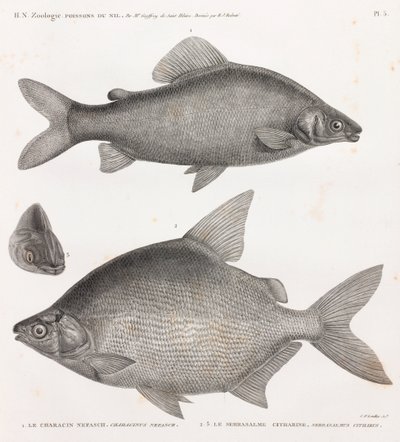 Fisk: Characin Nefasch & Serrasalme Citharine af Unbekannt