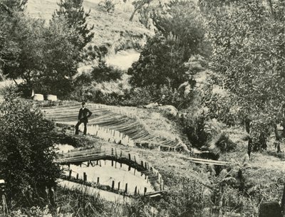 Fiskedamme, Ercildoune, nær Ballarat, 1901. af Unbekannt
