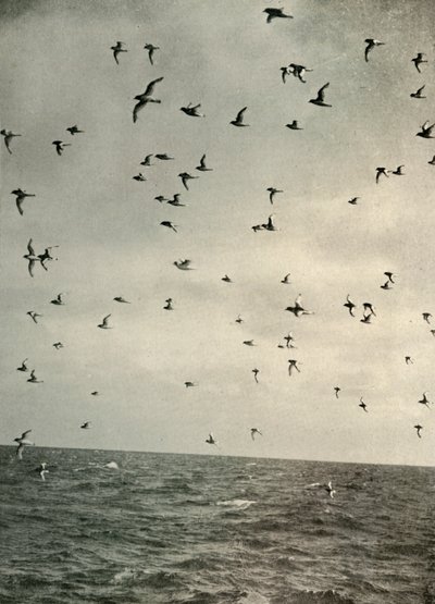 Flight of Antarctic Petrels, c1908, 1909. af Unbekannt