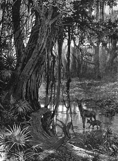Florida Everglades, USA, c1885 af Unbekannt