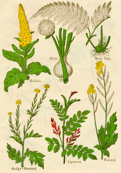 Blomster: Mullein, Løg, Hanbregne, Nodge-Mustard, Lakrids, Sennep, c1940 af Unbekannt