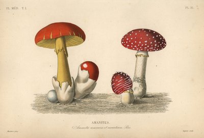 Fluesvamp, Amanita muscaria, kejserlig svamp, Amanita aurantiaca af Unbekannt