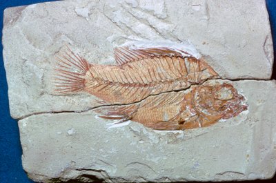 Fossil af en fisk af Unbekannt