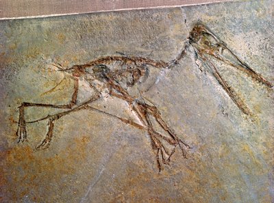 Fossilt skelet af en Pterodactyl, fra British Museums samling af Unbekannt