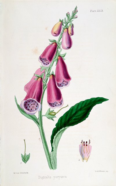 Rævehandske Digitalis purpurea, 1800-tallet. af Unbekannt