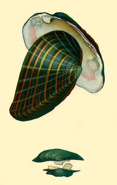 Ferskvandsmusling, 1801, 1946. af Unbekannt