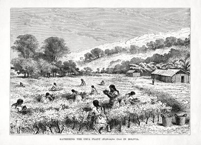 Indsamling af kokaplanten Erythroxylum coca i Bolivia, 1877 af Unbekannt